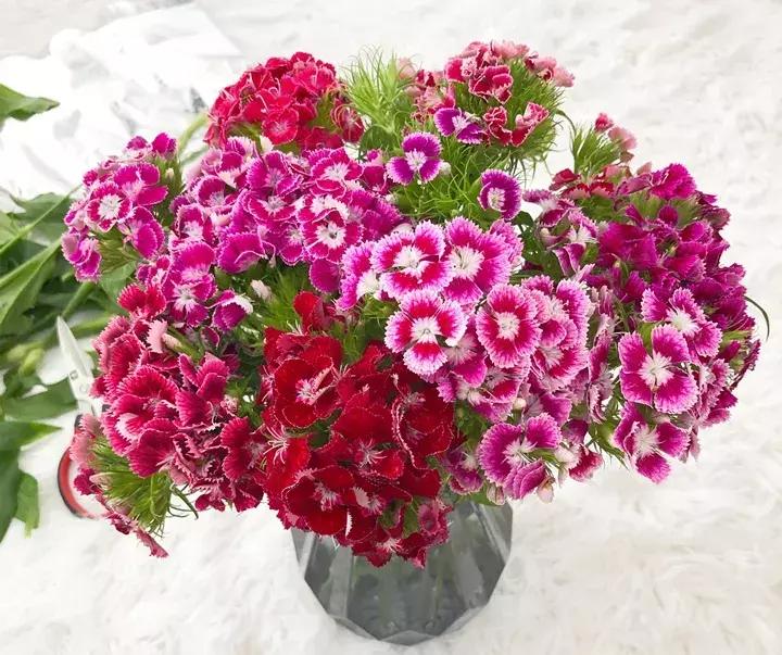 五月份被公认阳台最好养的10种花,喜阴耐旱合适室内养的50种花