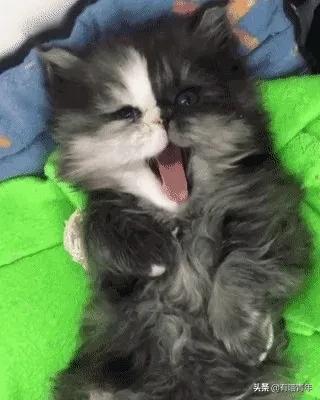 喷墨机为何突然对猫下此毒手？