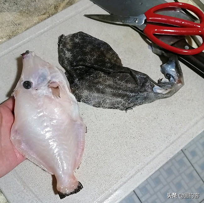 马面鱼和剥皮鱼是同一种吗,马面鱼和什么鱼相似