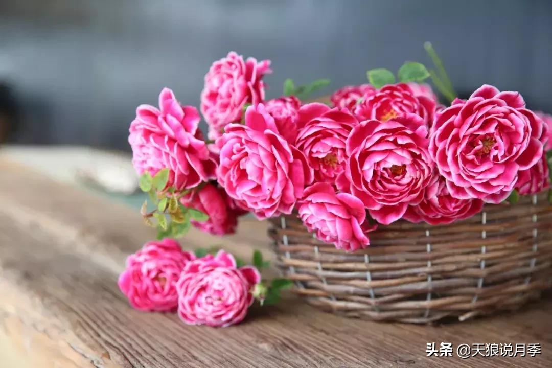 稀奇古怪的月季花,月季几款妖花