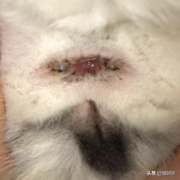 每天15分钟，医生手把手教你做17项猫咪全身检查