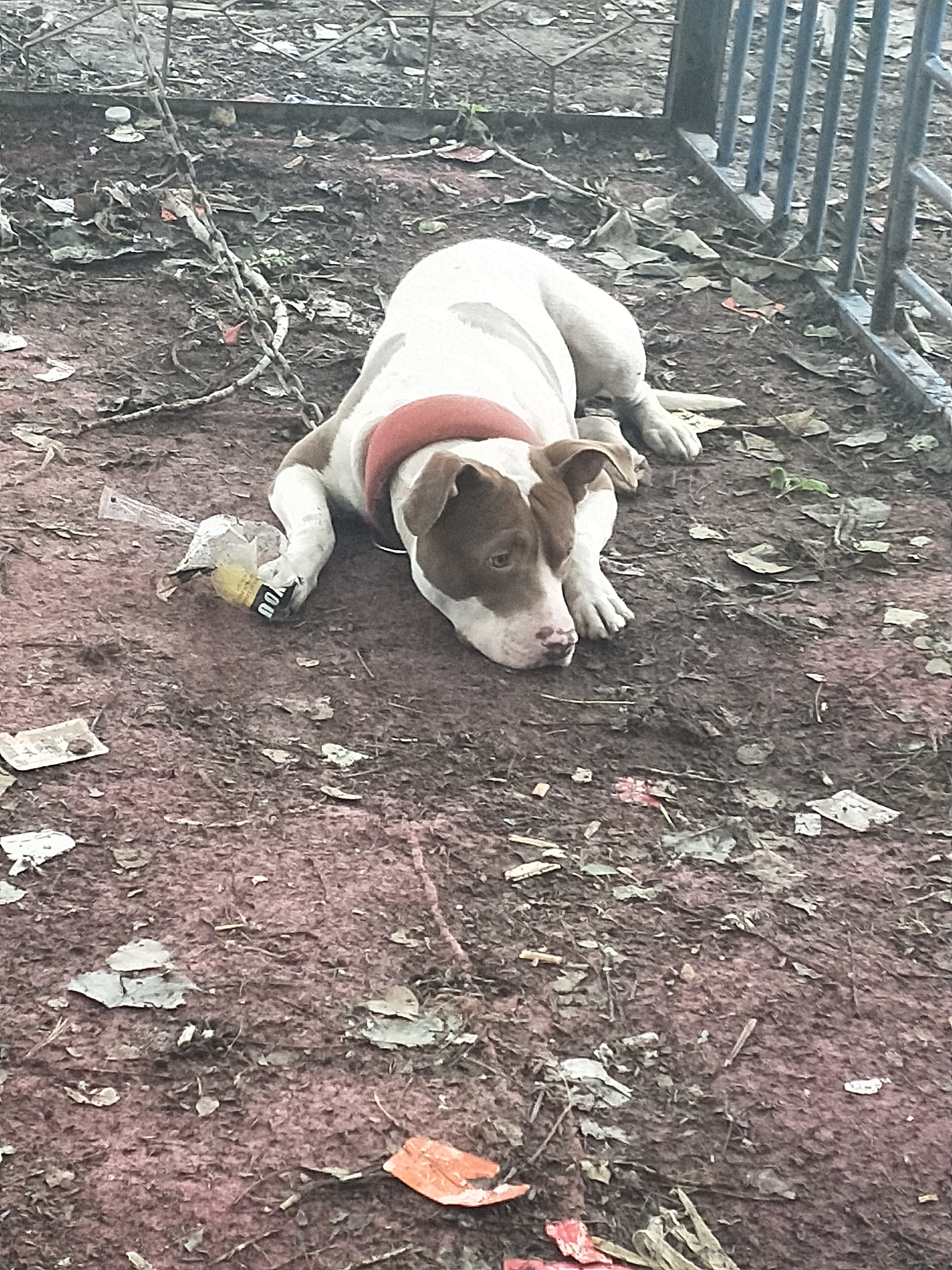 商丘宠物交易市场宠物兔,逛东北宠物交易市场