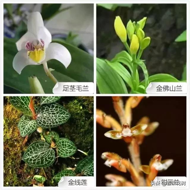 兰花的各种名字及图片,兰花名字及图片大全