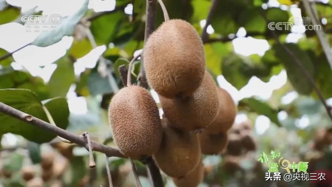 猕猴桃干泡茶维生素多吗,猕猴桃能够用热水泡软