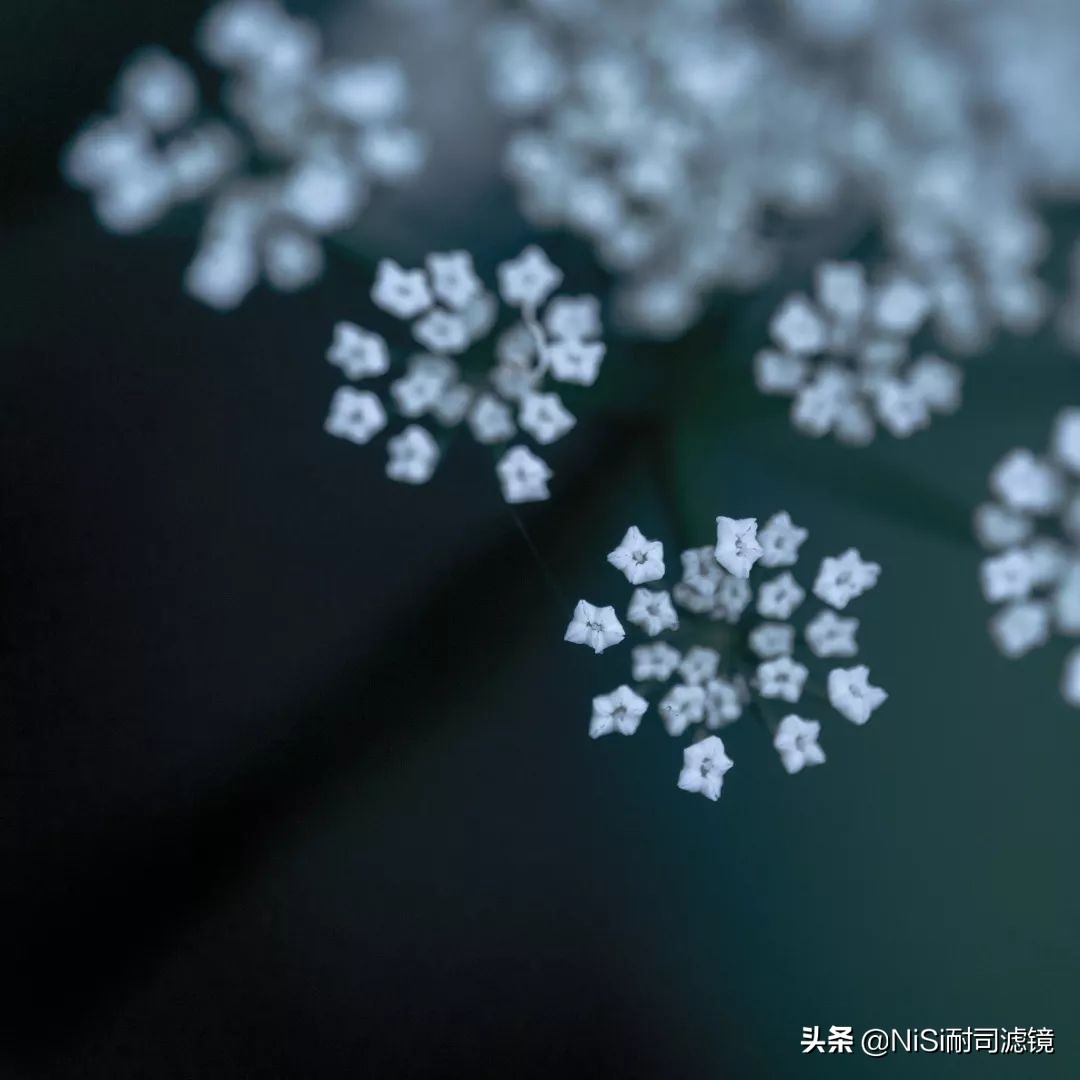 鑰侀娴嬭瘎,鑰侀椋樻憚褰卞笀
