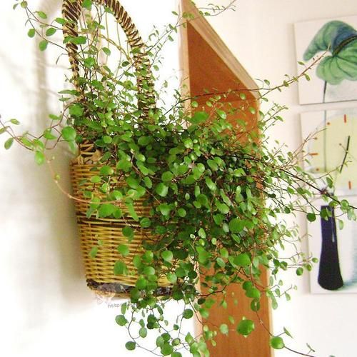 悬挂养的植物,合适室内养的悬挂植物