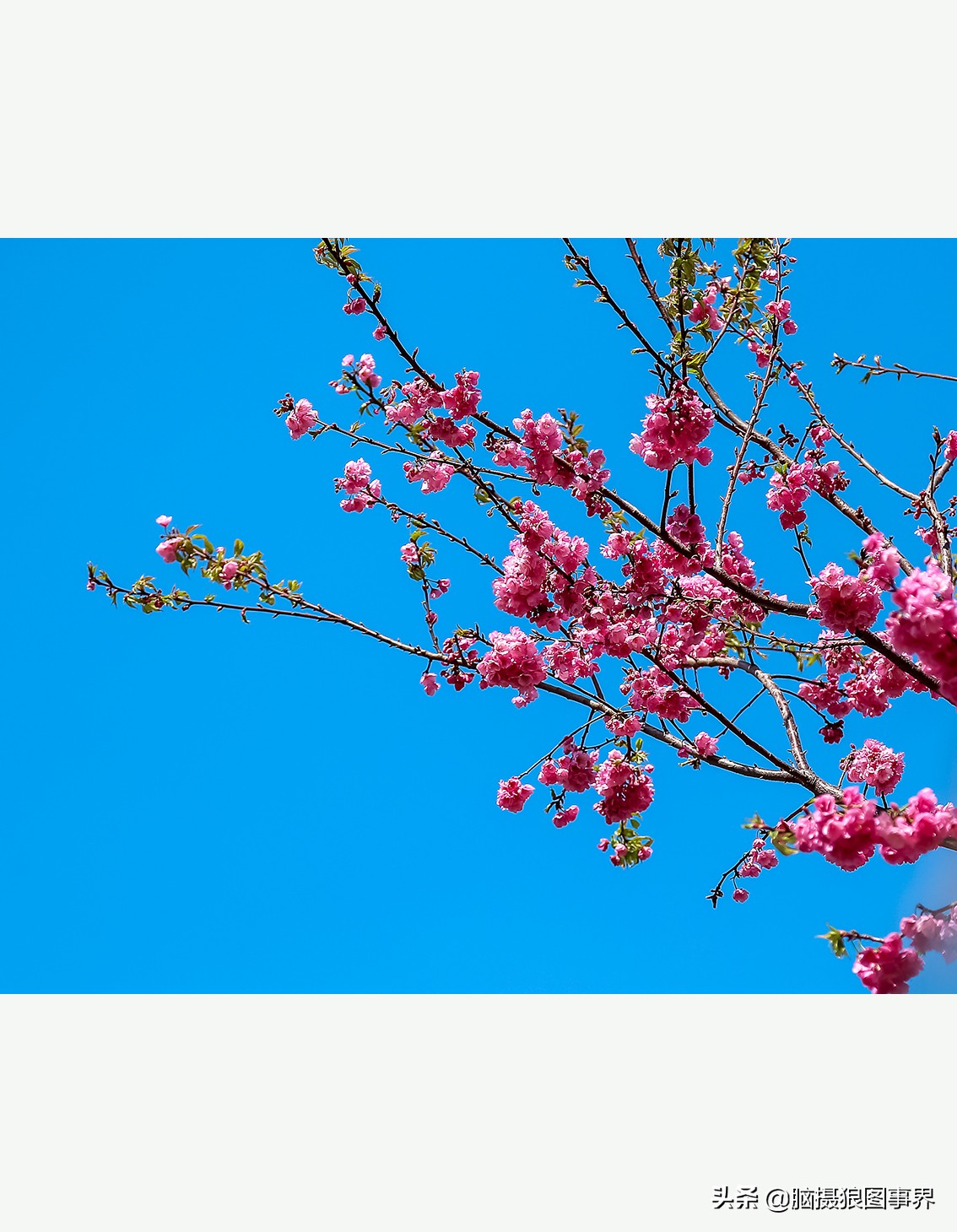 蔚蓝色的天空素材视频,黑色和透明的花摄影效果