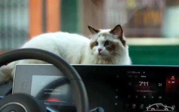 新能源车欧拉白猫裸车最新报价,欧拉白猫纯电动版报价