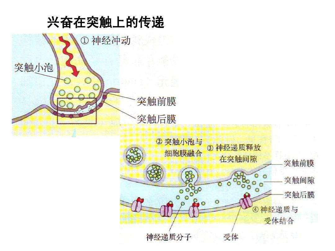 大脑中的电怎样释放,大脑消耗什么产生电