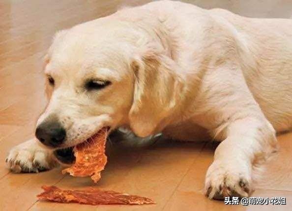 狗狗到底适不合适吃生骨肉,狗狗吃生猪肉有危害吗