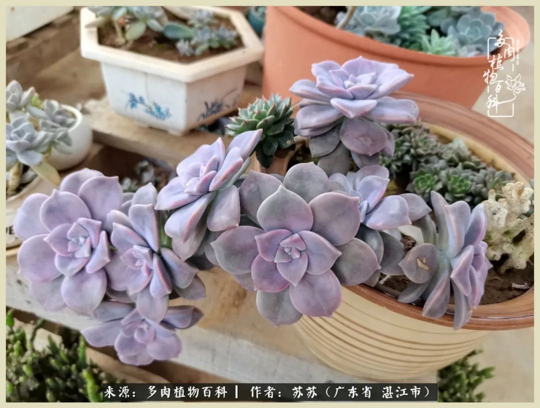 不要辜负与多肉的美好时光,多肉能够给人岁月静好的感觉