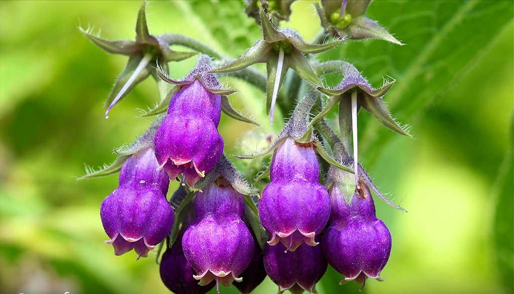 生日鲜花用哪几种花,代表友谊长存和生日快乐花语的花