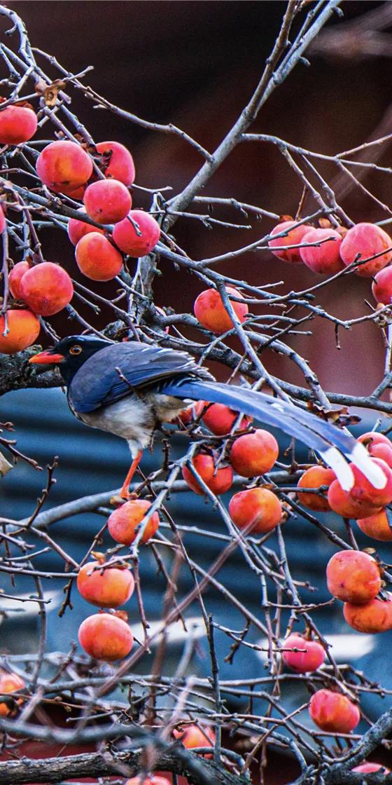 华清宫的初冬美景，惊艳了谁的时光？