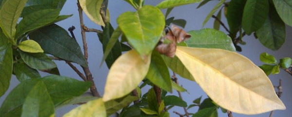 栀子花叶黄掉花苞怎么办,栀子花叶黄边焦怎么治