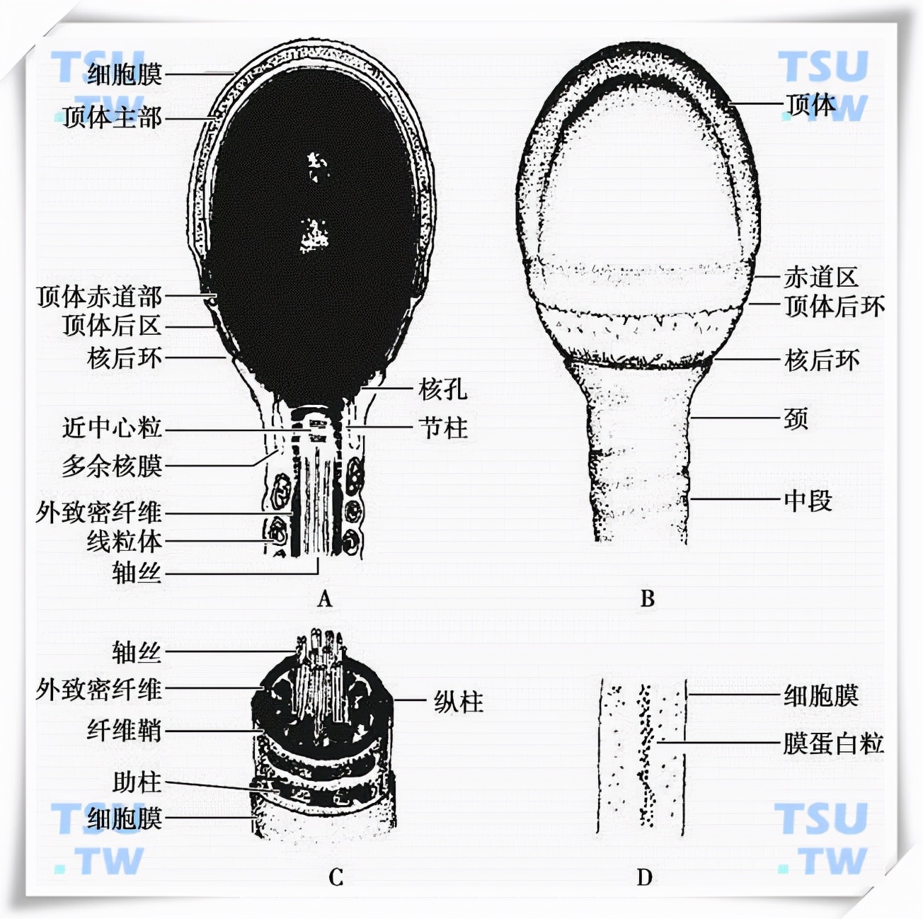 看呆医生：一次告捷！医院人工授精太贵，英女子购买针筒自行操作