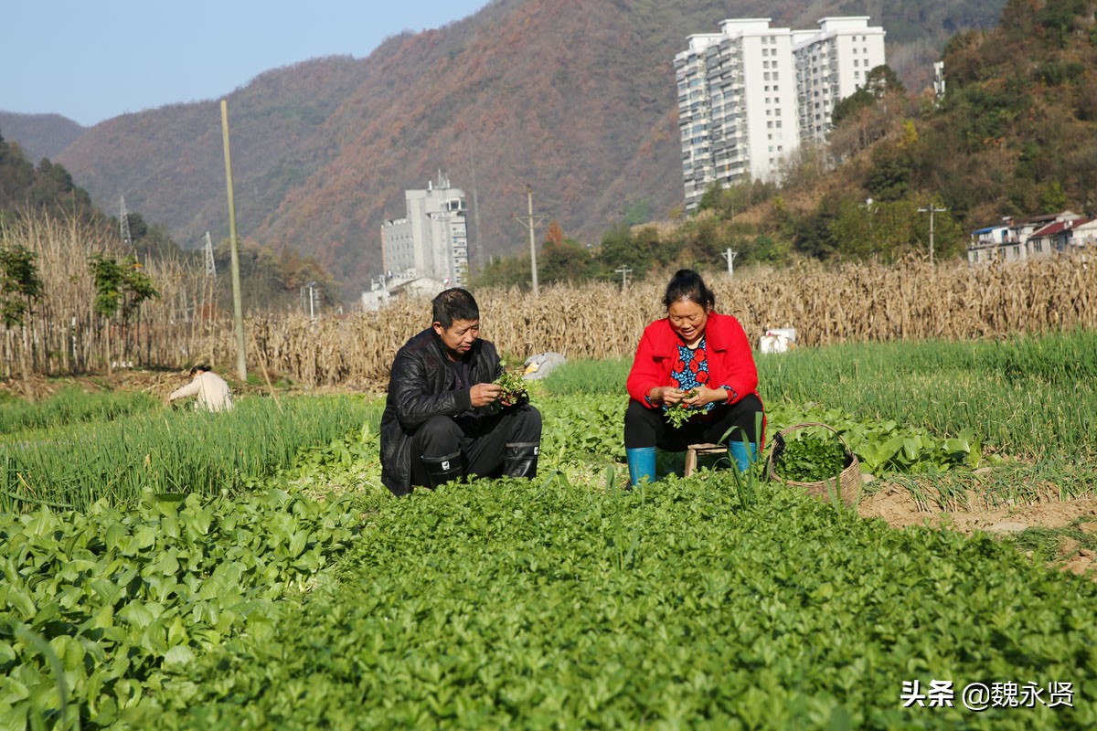 秦岭农家乐每天收入,秦岭农村菜地