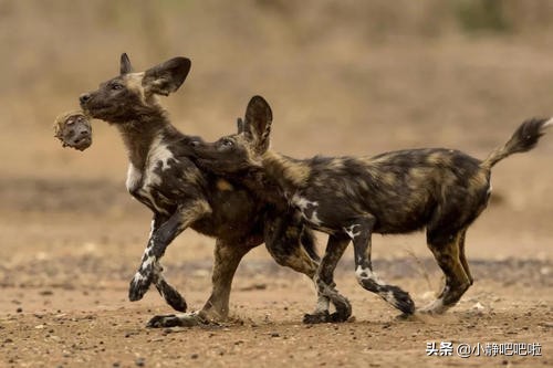 每天了解一个国家津巴布韦,津巴布韦是一个什么样的国家