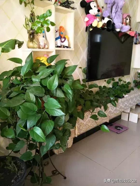 绿萝不花钱怎么能够养得更旺盛,绿萝水养放什么长得快