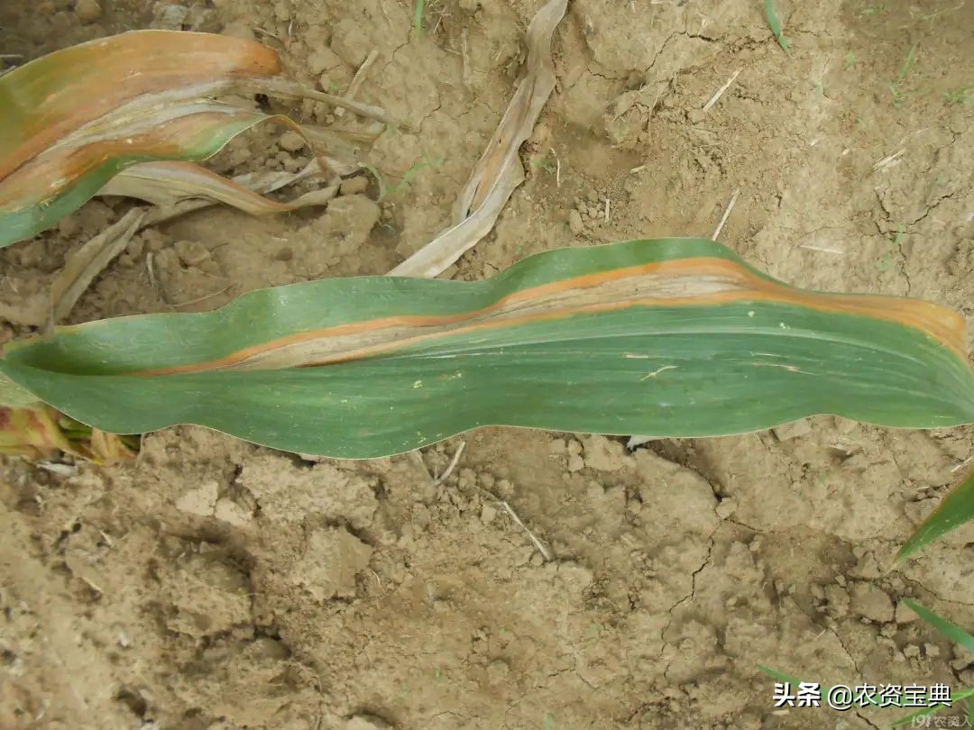 玉米叶斑病是什么原因发病,玉米叶斑病是怎么造成的