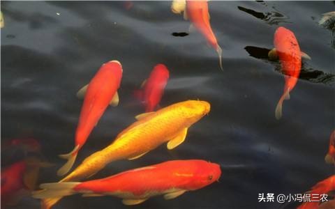 如何养好锦鲤初学者,锦鲤日常饲养及疾病预防