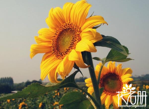 合适送给老师的花有哪些7种最合适送给老师的花,灯笼花代表感恩