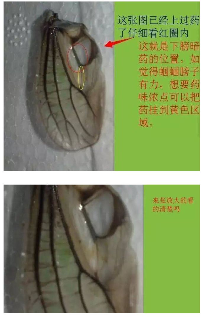 蝈蝈用铅丝点哪部位,蝈蝈点暗药的正确方法