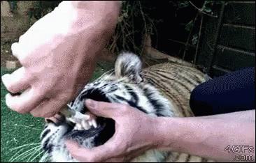 拔智齿痛到怀疑人生,拔了智齿痛的怀疑人生