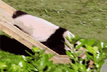 国内能够看熊猫吗,看熊猫要到哪里看