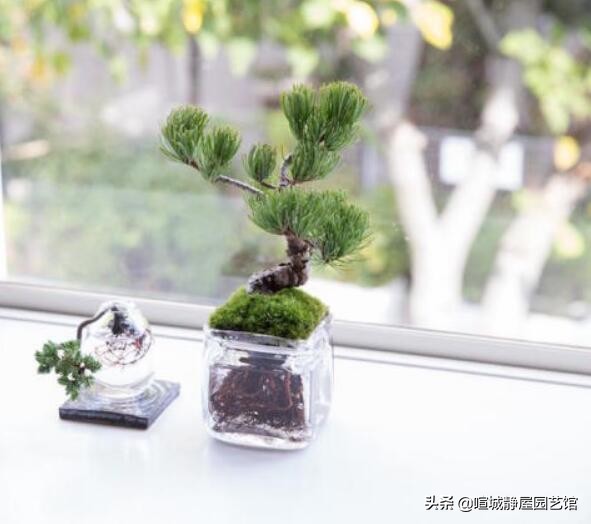 盆景松树的养殖方法和注意事项 (合适盆景的松树种类怎样区分)