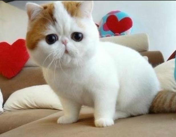 上班族合适养的猫咪,合适上班族养的猫咪