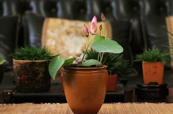微型丰花碗莲有什么品种,微型碗莲合适种什么花