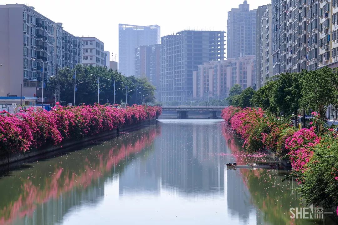 别总去大沙河了！深圳这条极少有人知道的河流，更神秘