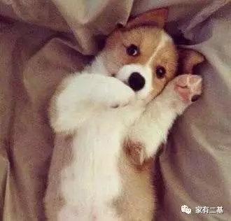 奶狗接回家怎么养,奶狗刚抱回家
