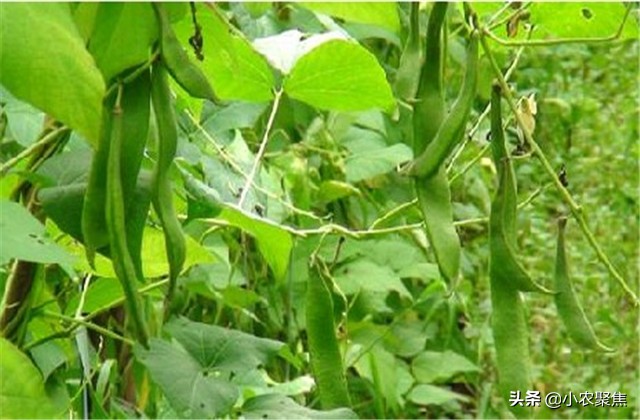 芸豆双株栽培有什么优点和缺点,芸豆移苗栽培还是下种栽培好