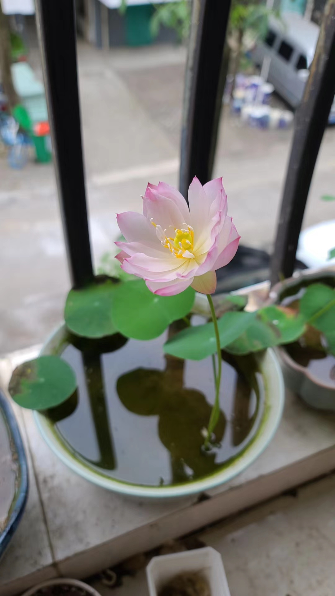 碗莲的种植方法详解图片大全,碗莲一年四季都能够种吗图片