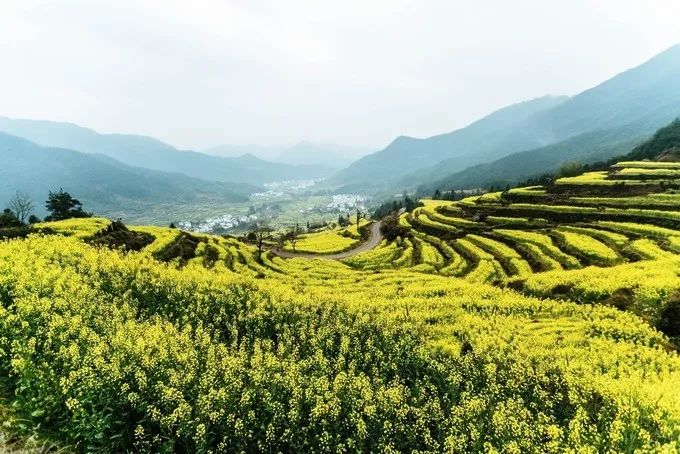 婺源旅游全攻略自由行,婺源旅游攻略一日游自由行