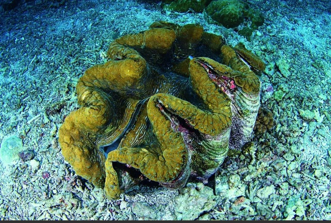 火山岛海底,人工岛珊瑚岛火山岛