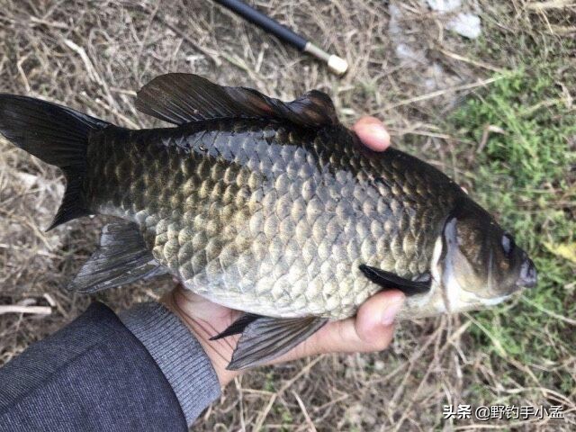 台钓手法,抬竿如何逗钓