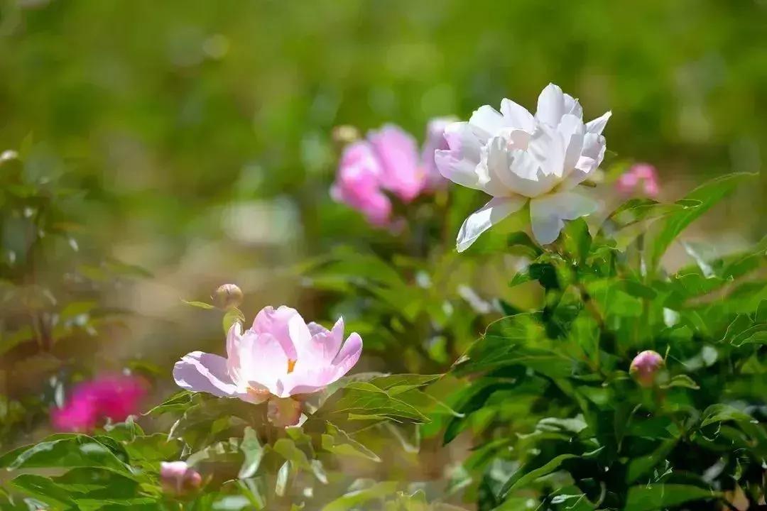 凉山州哪里能够赏花,西昌赏花攻略