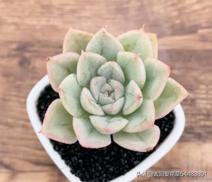 月亮仙子多肉不晒太阳能够吗,多肉月亮仙子能耐几度低温