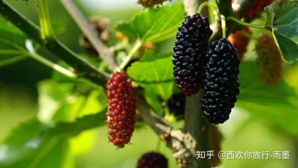 *疆新**瓜果攻略最好的季节配最美味的水果