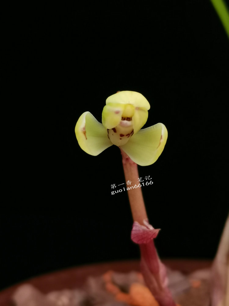 「花开欣赏」0340：春兰定缘梅单花竞开