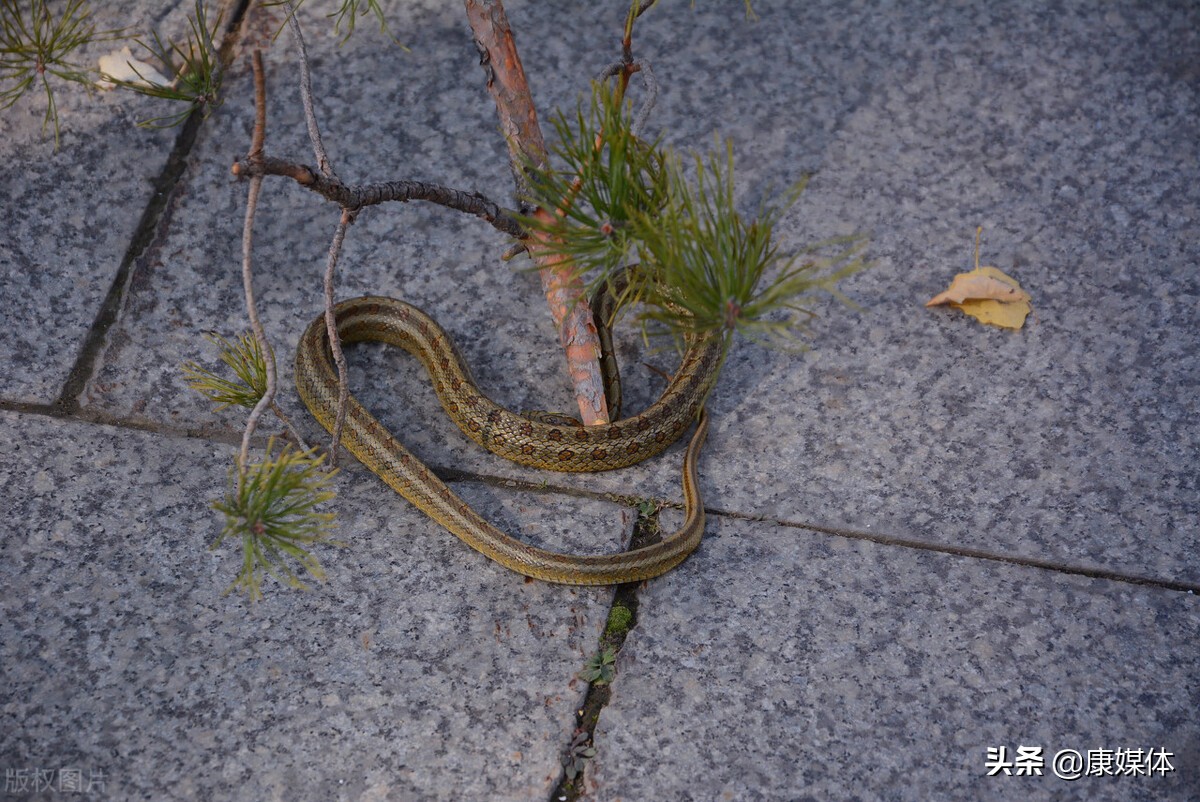 农村老房子周围有蛇怎么办？用什么方法能够驱蛇？