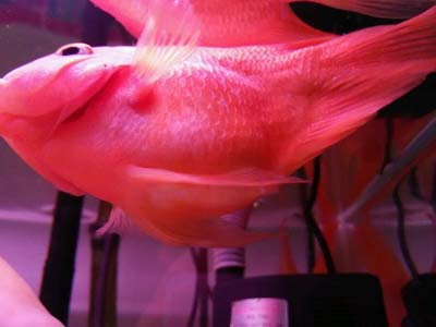 红鹦鹉鱼常见病有哪些症状,鹦鹉鱼烂鱼鳍常见病及治疗方法