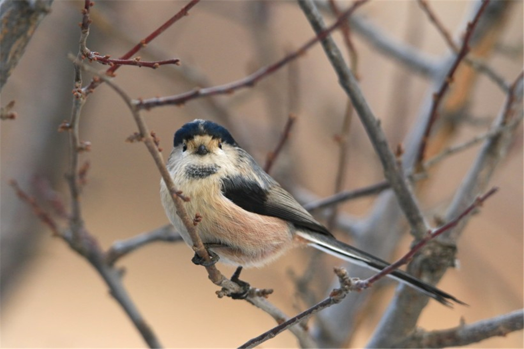 因为太萌差点成为“国鸟”的小肥啾：美丽在可爱面前一无是处