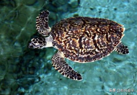 古代有哪些宠物猫品种名称,根据猫咪花色取名的猫品种