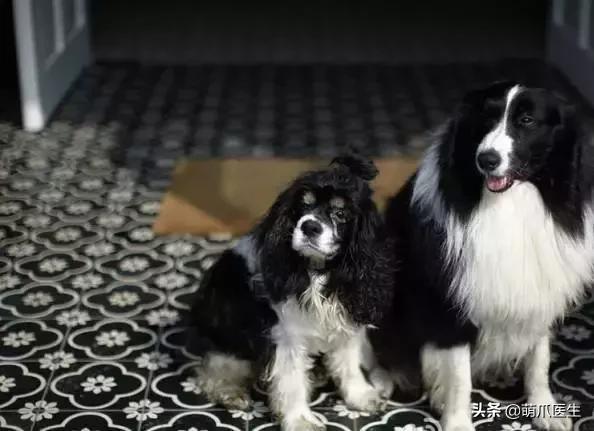 带宠物住宿酒店,带宠旅行酒店