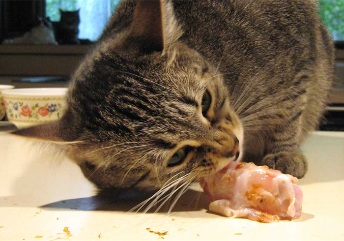 猫咪体重低怎么回事,猫咪体重忽上忽下