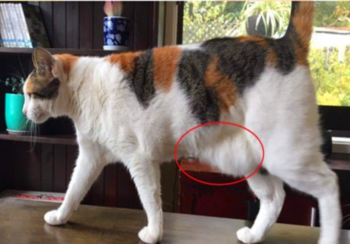 猫咪腹部不大就一定是猫传腹吗,猫咪腹部下垂但是身体很瘦