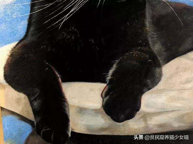 最常见的五种中华田园猫,中华田园猫能够配哪些品种猫